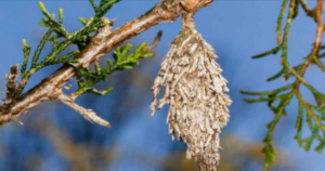 The Evergreen Bagworm: A Silent Threat To Your Trees