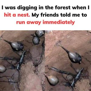 I was digging in the forest when I hit a nest. My friends told me to run away immediately