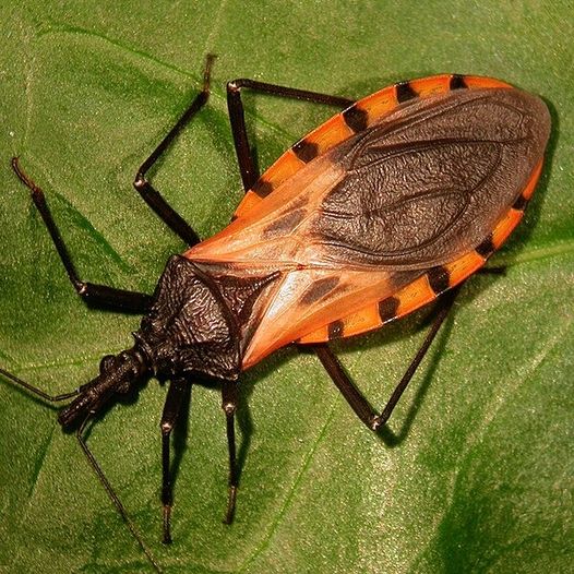 These Deadly Insects Attack Victims At Night, Killing Them Quietly Or Leaving Them With A Lifelong Infection