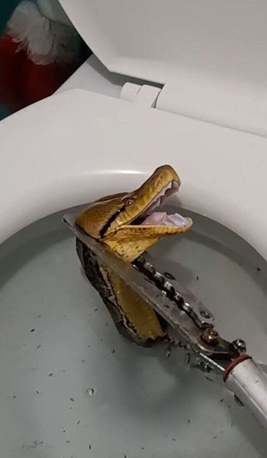 Massive 12-foot python slithers through toilet, startles homeowner