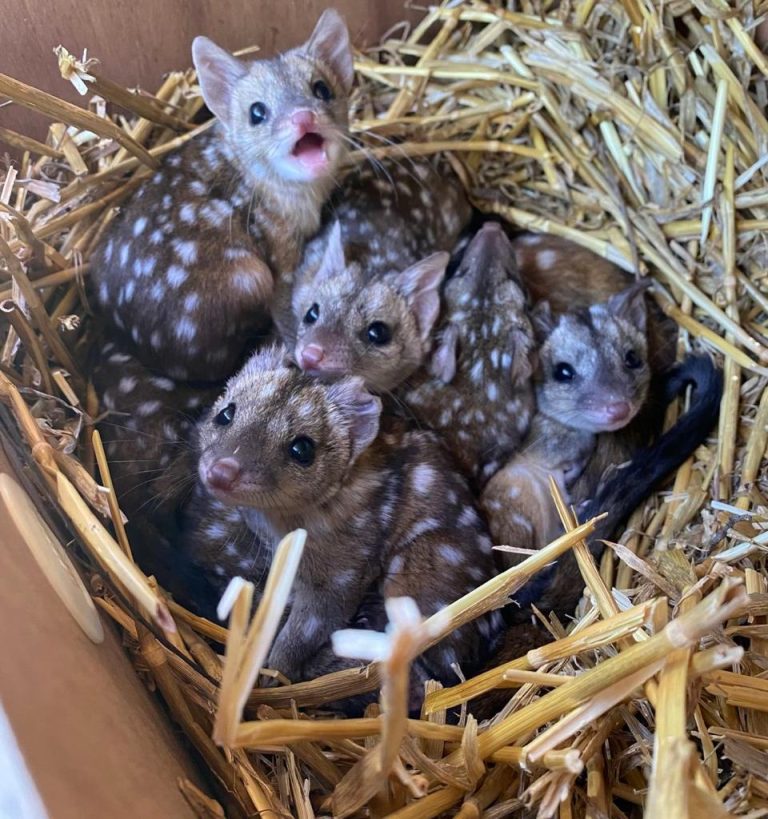 Gang finds unusually spiky creatures in nest – takes a closer look and jaws drop when they realize what kind of animals they are – OMG