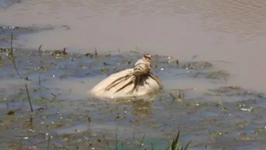 Kayakers find potato sack floating in river and hear a whimpering they cannot ignore