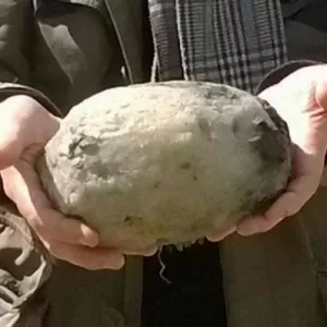 Were walking on the beach when they found something that others thought was a common stone.