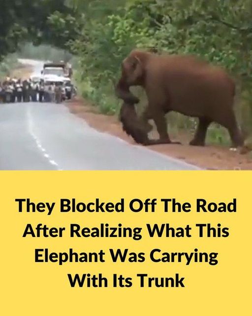 They blocked off the road after realizing what this elephant was carrying…