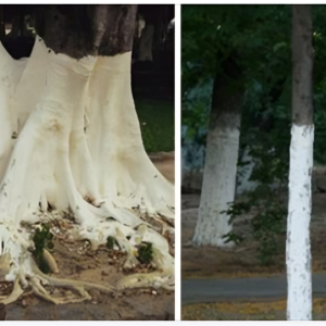 If you spot white-painted trees, you had better know what it means