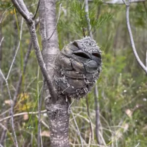 Woman spots what she thinks is a happy bird in the forest – then suddenly realizes her mistake