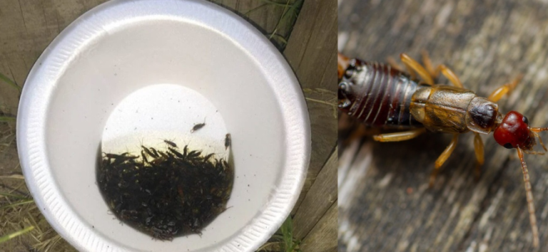 If you find these scary-looking insects in your home, you had better know what it means