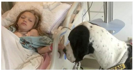 Giant service dog gives all for little girl with rare disorder so family thanks him with ‘best day ever’