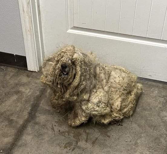 After being rescued from a shelter, a neglected dog with three pounds of matted fur looks entirely different.