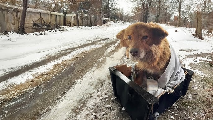 The Heartbreaking Story of Max and Ruby: A Tale of Love and Resiliencethe male dog whined and pleaded for assistance.