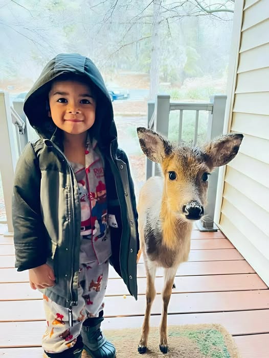 During a family vacation, a 4-year-old boy befriends a wild deer and tries to bring it home