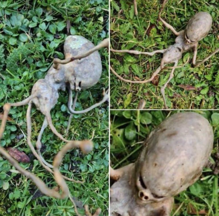 Neighbor finds ‘alien’ object in their backyard that has the internet stumped