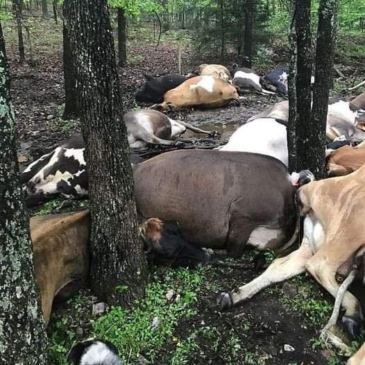 Farmer Finds Pasture Empty, Sees All 32 Dead Cows In One Big Pile