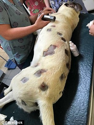 She Thought the Dog Had Multiple Bites, But After a Closer Examination, the Doctor Informed the Police.