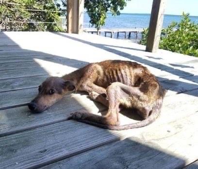 A starving dog is stranded on a deserted island, just days from death, but look who appears out of nowhere… Check the comments