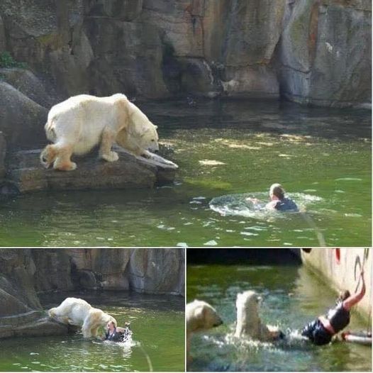 A 32-year-old woman was attacked by a polar bear after she jumped into their enclosure at the Berlin Zoo.