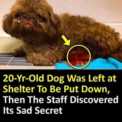 ’20-Year-Old Dog’ Left At Shelter To Be Euthanized Hides Sad Secret Under His Fur