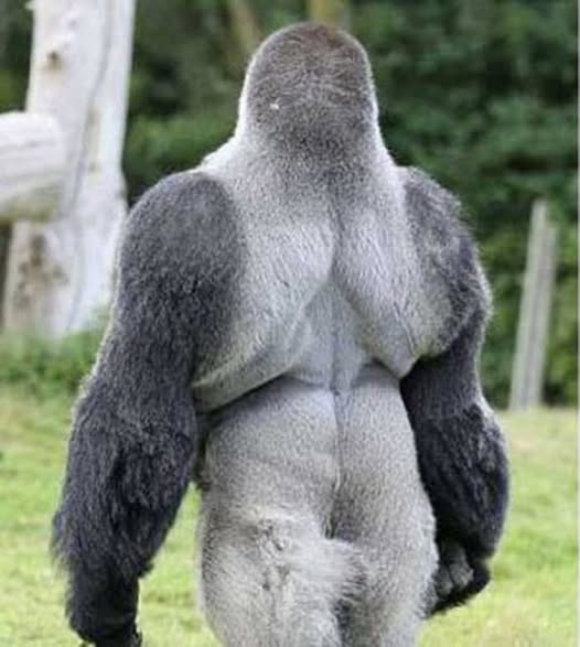 Silverback gorilla teaches himself to walk upright on two legs