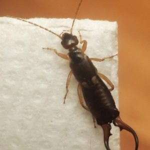 How To Get Rid Of Earwigs With One Simple Ingredient