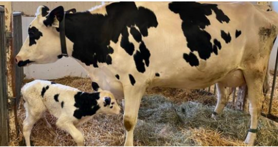 Farmers Were Shocked When They Saw What The Cow Gave Birth To