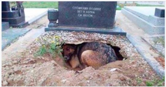 Dog refuses to leave grave – then a woman sneaks closer to find the truth