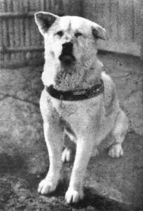 Rare Photo Of Hachiko Patiently Waiting For His Owner Have Surfaced And It’s Heartbreaking To See