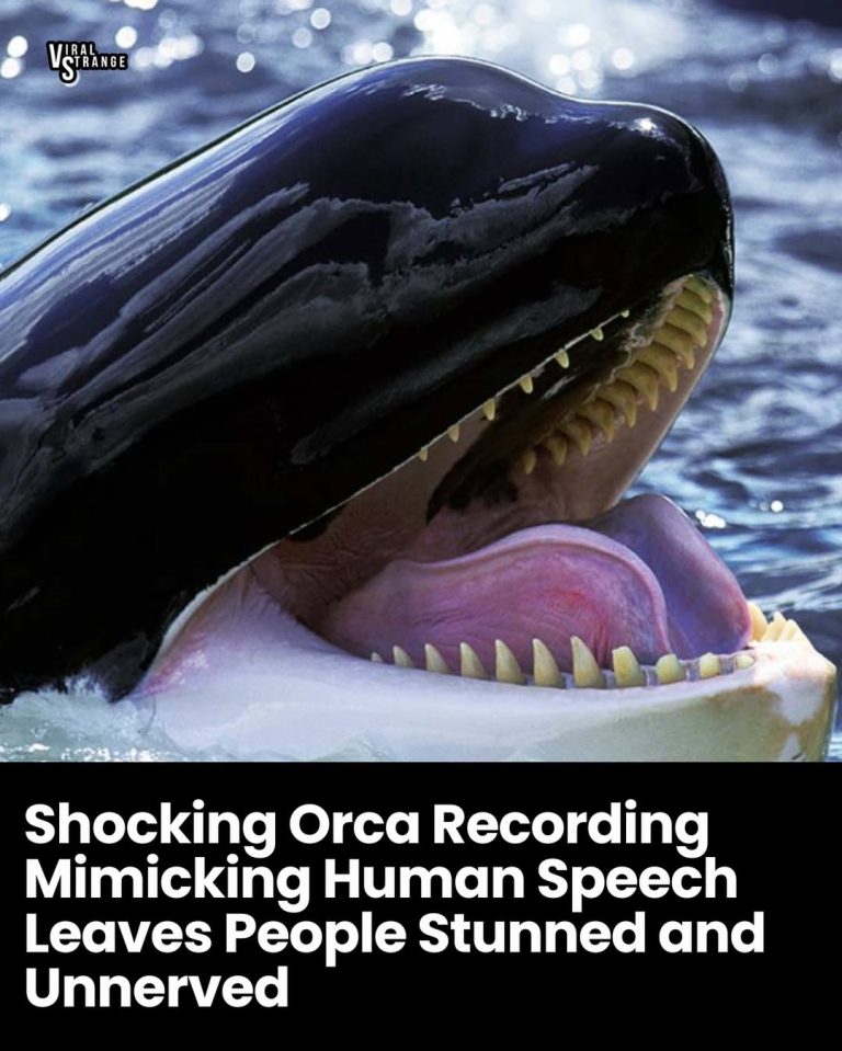 Shocking Orca Recording Mimicking Human Speech Leaves People Stunned and Unnerved