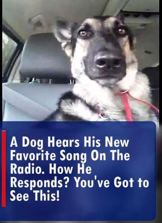 A Dog Hears His New Favorite Song on the Radio. How He Responds? You’ve Got to See This