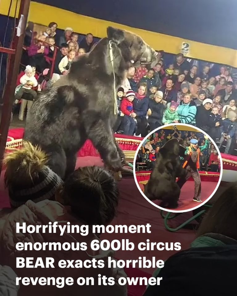 Horrifying moment enormous 600lb circus BEAR exacts horrible revenge on its owner as children scream