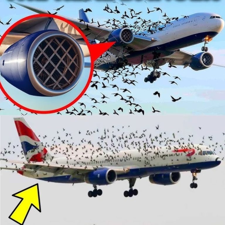 The pilot’s emotional reaction when he discovered why birds were flying alongside the plane