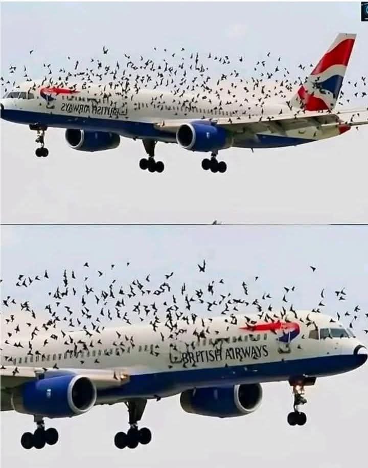 The pilot cried when he understood why the birds wouldn’t leave him alone. – Notis Actuales