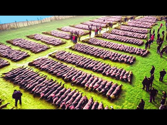 Drone Footage Reveals Astonishing Magnetic Field Herding Sheep on a Struggling Farm