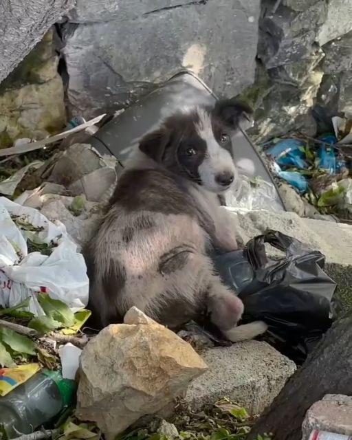 I FOUND A LONE PUPPY IN THE TRASH—AND THEN THE CAMERA CAUGHT WHAT I COULDN’T EXPLAIN