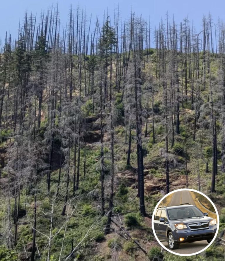 Only People With ‘Eagle Eyes’ Can Spot The Hidden Car In This Photo Of A Forest