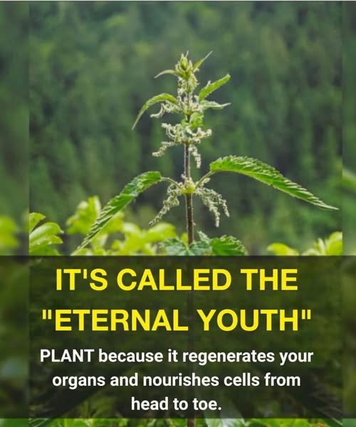 This plant for the brain and digestion