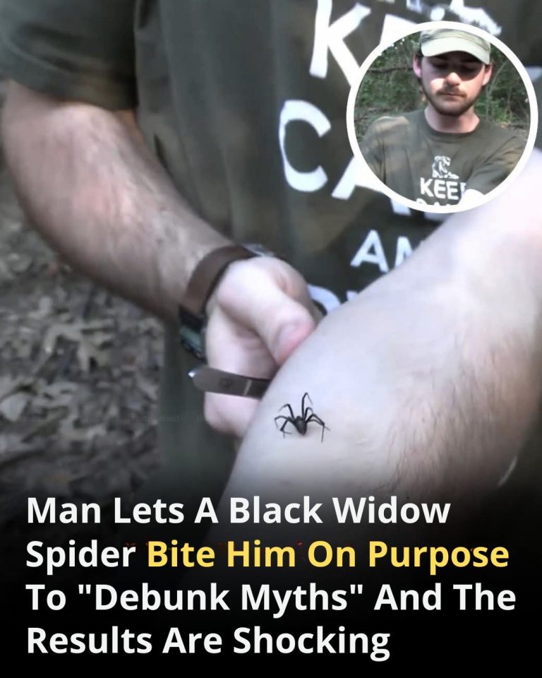 Brave Man Allows Black Widow to Bite Him