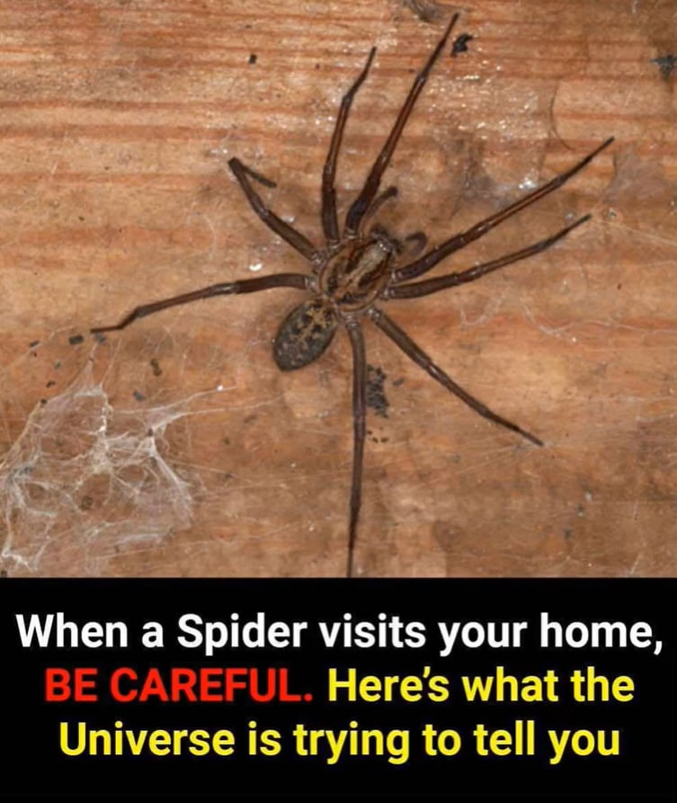 Did you know: When a Spider visits your home it’s a sign