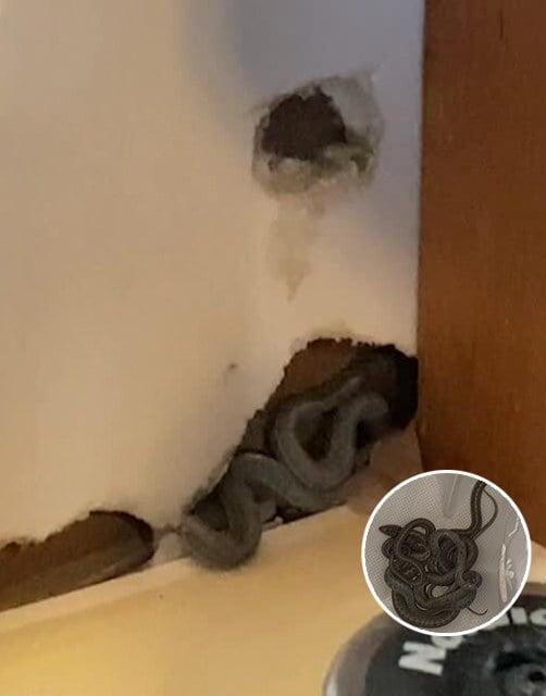 Mom of 2 Amber Hall was delighted to move into her first home. But while she was unpacking, her dog began to behave strangely. That’s when Amber took a closer look at the wall, and what she found makes my blood run cold