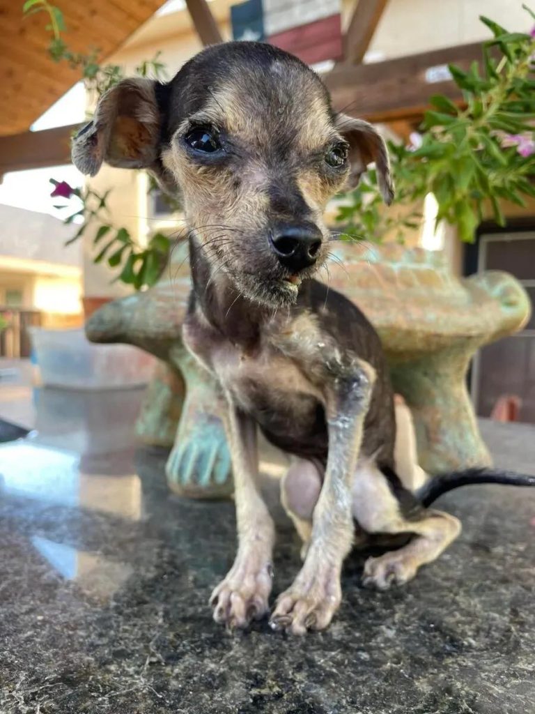 Border Patrol Agent Rescues Skeletal Puppy, Turning Her Into The Happiest Princess