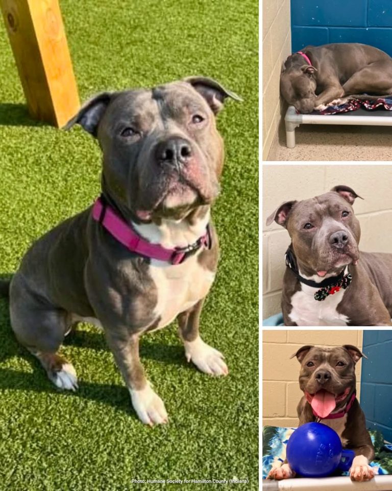 After 260 days in the shelter, a heartbroken dog “cries endlessly,” longing for a loving forever home
