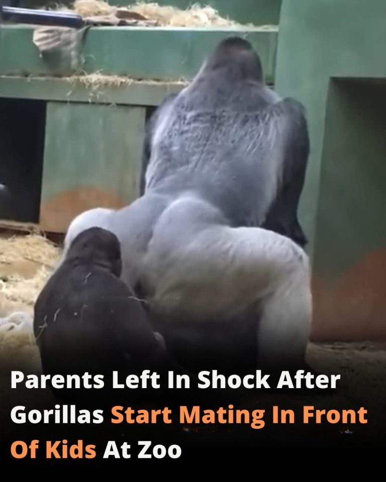 Parents Stunned as Gorillas Begin Mating in Front of Children at Zoo