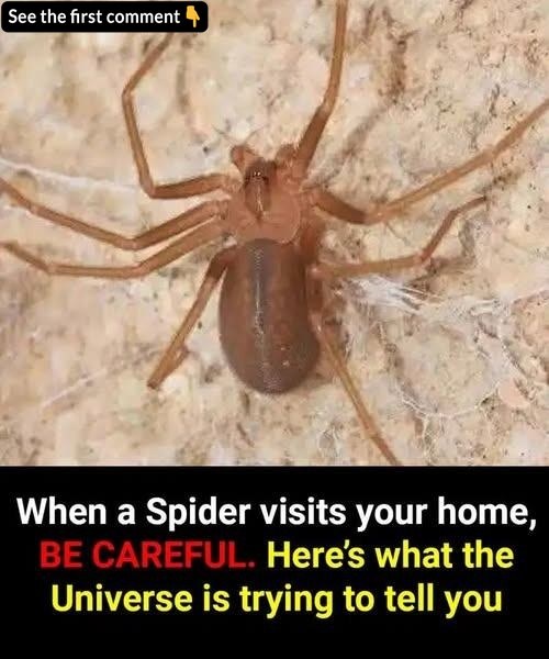 Did you know: When a Spider visits your home it’s a sign