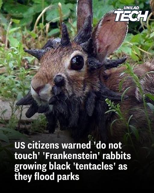 US citizens warned ‘do not touch’ ‘Frankenstein’ rabbits growing black ‘tentacles’ as they flood parks