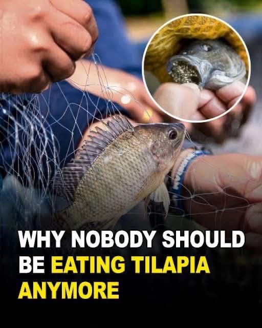Tilapia: Nutritional Benefits and Potential Health Risks