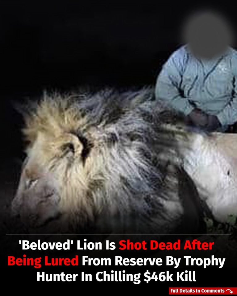 ‘Beloved’ Lion Lured Out Of Protected Reserve And Killed By Trophy Hunter In $46k Hunt That Sparked Global Fury