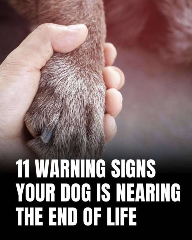 11 signs your dog is nearing the end