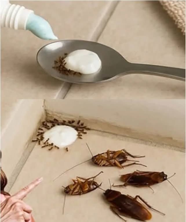 Put this in your house and you will never see flies, mosquitoes or cockroaches again