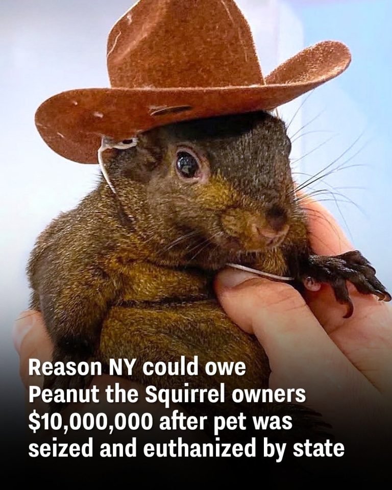 Reason NY could owe Peanut the Squirrel owners $10,000,000 after pet was seized and euthanized by state
