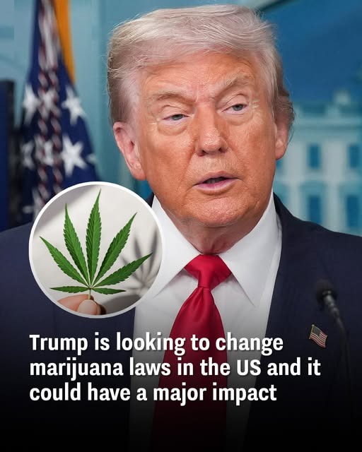 Trump Administration Considers Historic Shift on Federal Marijuana Policy as Industry Leaders Push for Reform