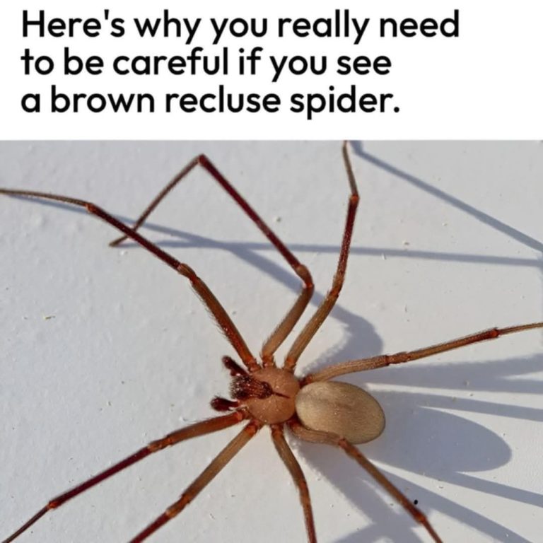 Are Brown Recluse Bites Really That Dangerous? Here’s What You Should Know